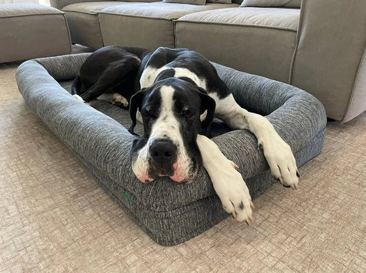 Les lits orthopédiques aident-ils vraiment les chiens ? - Lapattedorée