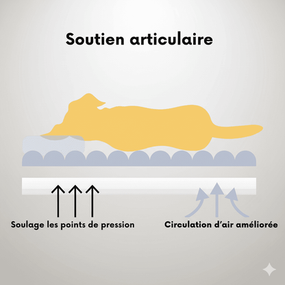 Lit orthopédique pour chien - Lapattedorée